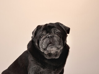 A Pug with a calm and relaxed expression poses against a neutral background.