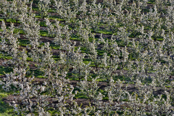Fototapeta premium USA, Oregon, Hood River in springtime with orchard trees in full bloom as viewed from above