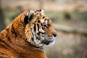 Siberian Tiger (Panthera tigris altaica) amazing portrait detail of head