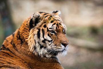 Siberian Tiger (Panthera tigris altaica) amazing portrait, detail of head looking