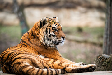 portrait of a Siberian tiger, amazing head