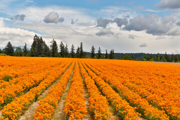 USA, Oregon, Silverton. Field of orange Wallflowers grown in rows for seed. (PR)