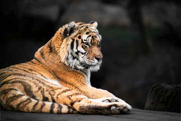Siberian Tiger (Panthera tigris altaica) amazing portrait