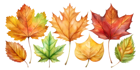 autumn leaves isolated on white