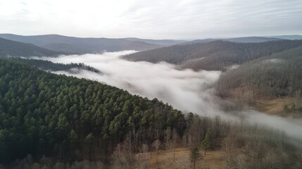 Drone View of Foggy Pine Forest Valley - Serene landscape, misty valley, evergreen trees, aerial perspective, tranquil nature.