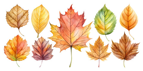 Obraz premium collection of autumn leaves