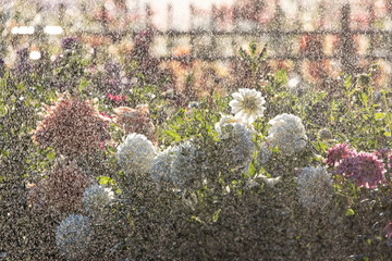 USA, Oregon, Wilsonville, dahlia field with water coming down like rain showers as they water the...