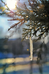 A close-up shot of an icicle hanging from a tree branch, illuminated by sunlight. The icicle is sparkling with the sun’s reflection, while the background shows soft bokeh from the light filtering thro