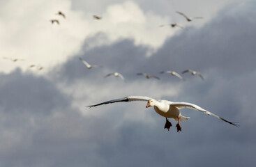 USA, New Mexico. Bosque Del Apache National Wildlife Refuge, snow geese flying.