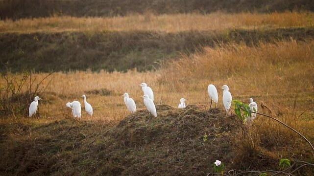 Bagula or Little Egrets sitting in the bird sanctuary  in INDIA