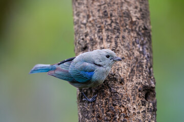 Thraupis episcopus, The blue gray tanager, is a medium sized South American songbird