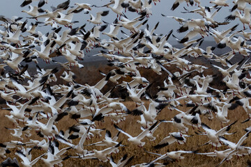 USA, New Mexico. Bosque Del Apache National Wildlife Refuge, snow geese flying.
