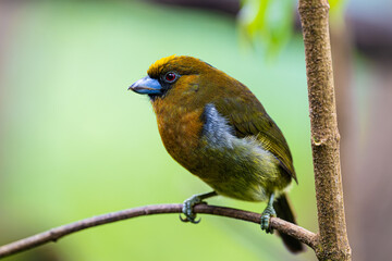 Obraz premium Semnornis frantzii, The prong-billed barbet, native to humid forest of Costa Rica and western Panama