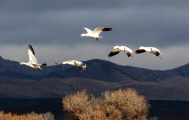 Obraz premium USA, New Mexico. Bosque Del Apache National Wildlife Refuge, snow geese flying.