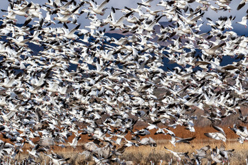 USA, New Mexico. Bosque Del Apache National Wildlife Refuge, sandhill crane and snow geese flying.