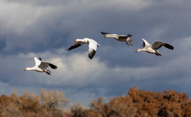USA, New Mexico. Bosque Del Apache National Wildlife Refuge, snow geese flying.