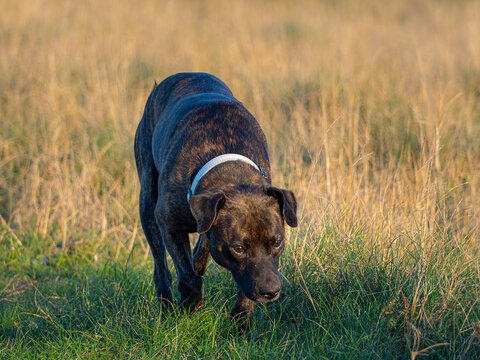 Perro rastreando en el campo, perro de caza, seguir el rastro, olfateando
