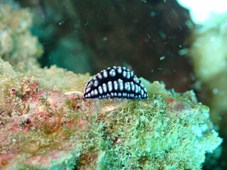 underwater, sea, fish, coral, ocean, reef, diving, marine, water, scuba, nudibranch, animal, nature, tropical, life, marine life, wildlife, aquatic, aquarium, slug, blue