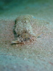 Scuba diving at Andaman island havelock