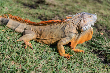 Exotic iguana reptile. Exotic reptile animal. Wildlife fauna. Reptile animal in nature. Wildlife zoo jungle. Iguana lizard in tropical jungle. Madagascar iguana herbivorous lizard. Rainforest iguana