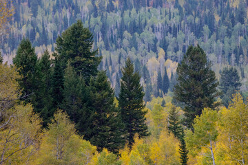 USA, Idaho, Liberty. Mink Creek, Highway 36 Aspens and evergreen trees intermingled Autumn Time