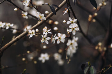 Cherry blossom art photography, idea of a springtime. First spring blooms