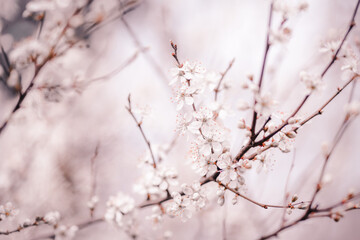 Cherry blossom art photography, idea of a springtime. First spring blooms