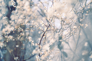 Cherry_blossom_2025