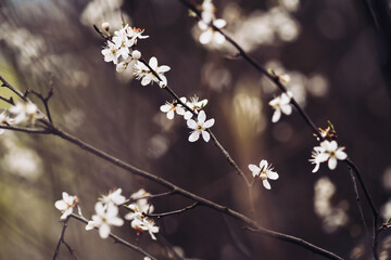 Cherry blossom art photography, idea of a springtime. First spring blooms