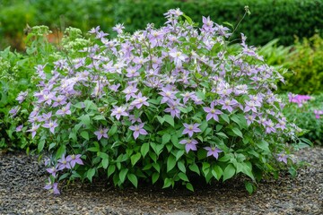 Obraz premium Clematis integrifolia blooming in a garden horizontal view.