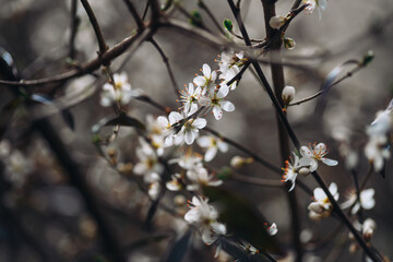 Cherry_blossom_2025