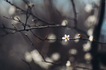 Cherry blossom art photography, idea of a springtime. First spring blooms