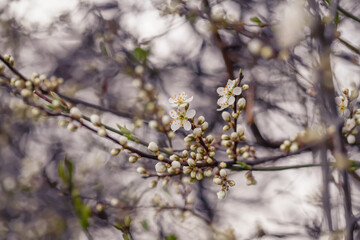 Cherry blossom art photography, idea of a springtime. First spring blooms