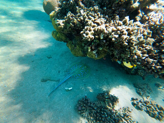 Stingray in the Red Sea near the corals