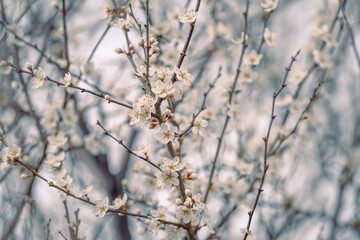 Cherry_blossom_2025