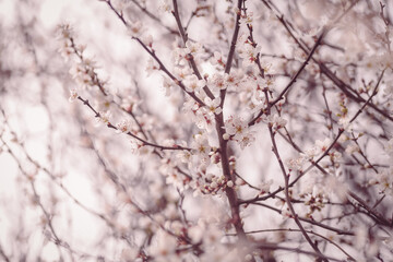 Cherry blossom art photography, idea of a springtime. First spring blooms