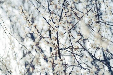 Cherry_blossom_2025