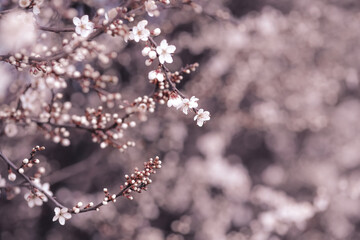 Cherry blossom art photography, idea of a springtime. First spring blooms