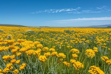 Fototapeta premium An expansive field of golden yellow achillea under a deep blue sky, their flat-topped clusters glowing in the sunlight.