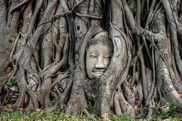 Ancient Buddha head entwined in banyan tree roots, culture