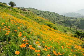 Fototapeta premium Guransh Laali flowers cover the lower hillsides.