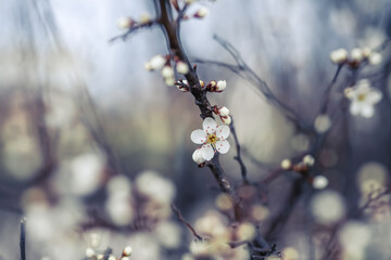 Cherry blossom art photography, idea of a springtime. First spring blooms