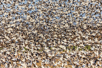 Snow Geese (Anser caerulescens) taking off from field, Marion County, Illinois.