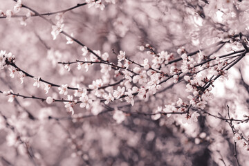 Cherry_blossom_2025