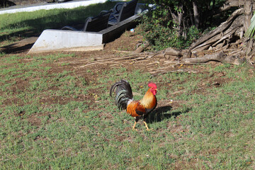 Fototapeta premium Feral chicken on grass at Charlotte Amalie, St. Thomas, US Virgin Islands