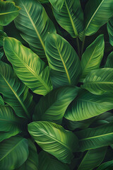 Vibrant Green Plant with Symmetrical Broad Leaves Symbolizing Natural Beauty and Growth