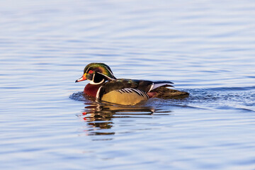 Wood Duck (Aix sponsa) male in wetland, Marion County, Illinois.