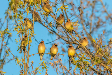 Cedar waxwings migrate in flocks, taking advantage of abundant seeds and berries.