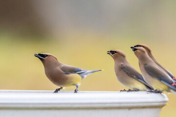 Cedar waxwings migrate in flocks, taking advantage of abundant seeds and berries.