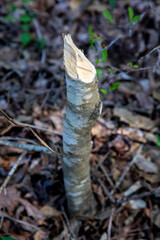 The best sign for the presence of beavers is their distinctive teeth marks on a cut tree.